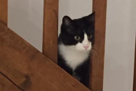 Vermisstmeldung Katze rassenmischung Männliche , 10 jahre Chasseneuil-du-Poitou Frankreich