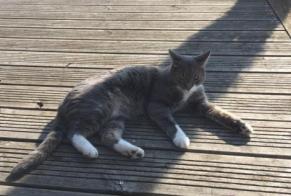 Vermisstmeldung Katze Männliche , 10 jahre Ormes Frankreich