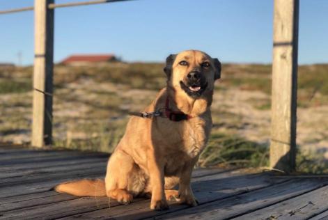 Vermisstmeldung Hund rassenmischung Weiblich , 9 jahre Terras de Bouro Portugal
