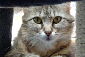 Vermisstmeldung Katze  Weiblich , 4 jahre Avrainville Frankreich