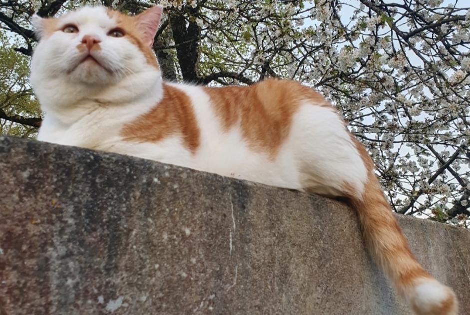 Vermisstmeldung Katze Männliche , 9 jahre Guignen Frankreich
