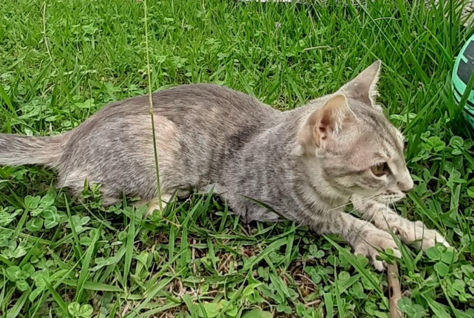 Vermisstmeldung Katze  Weiblich , 1 jahre Bassens Frankreich