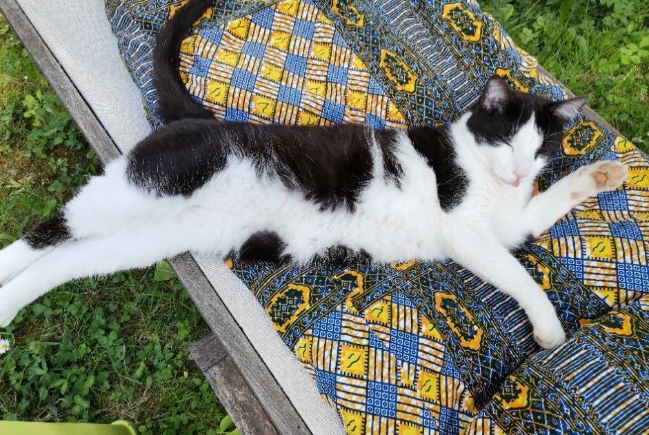 Vermisstmeldung Katze  Männliche , 6 jahre Besançon Frankreich