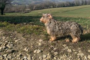 Vermisstmeldung Hund  Weiblich , 2 jahre Monnetier-Mornex Frankreich