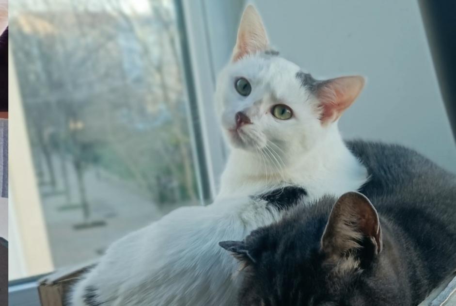 Vermisstmeldung Katze rassenmischung Weiblich , 1 jahre Clermont-Ferrand Frankreich