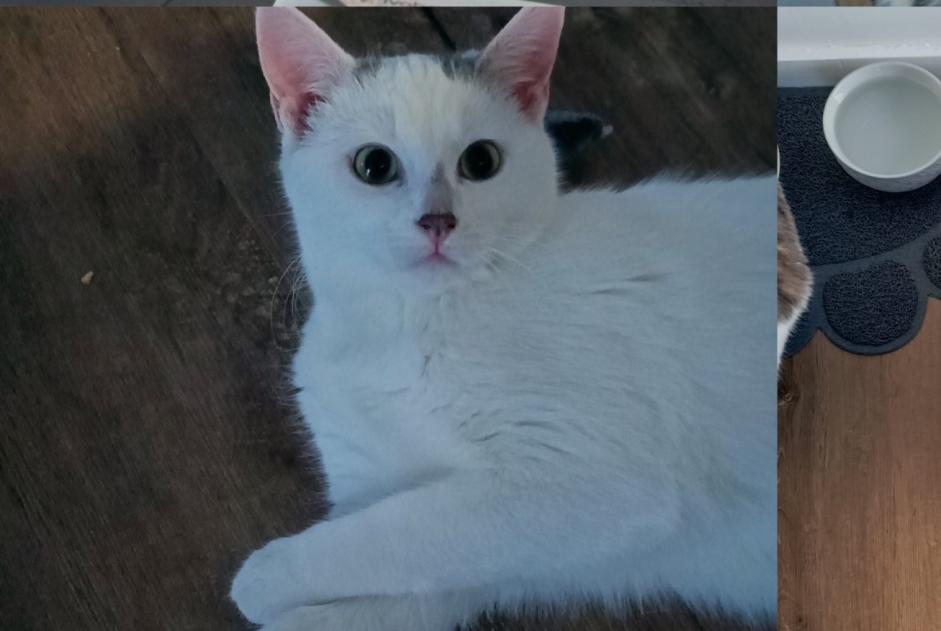 Vermisstmeldung Katze rassenmischung Weiblich , 1 jahre Clermont-Ferrand Frankreich