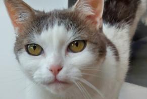 Vermisstmeldung Katze rassenmischung Weiblich , 9 jahre Bailleul-Sir-Berthoult Frankreich
