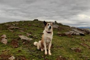 Vermisstmeldung Hund rassenmischung Männliche , 2024 jahre Saint-Étienne-de-Baïgorry Frankreich