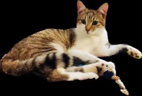Vermisstmeldung Katze rassenmischung Weiblich , 4 jahre Vitry-sur-Seine Frankreich