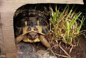 Vermisstmeldung Schildkröte Männliche , 2024 jahre Concarneau Frankreich