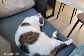 Vermisstmeldung Katze  Männliche , 6 jahre Marseillan Frankreich