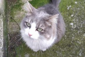 Vermisstmeldung Katze rassenmischung Weiblich , 12 jahre Dixmont Frankreich