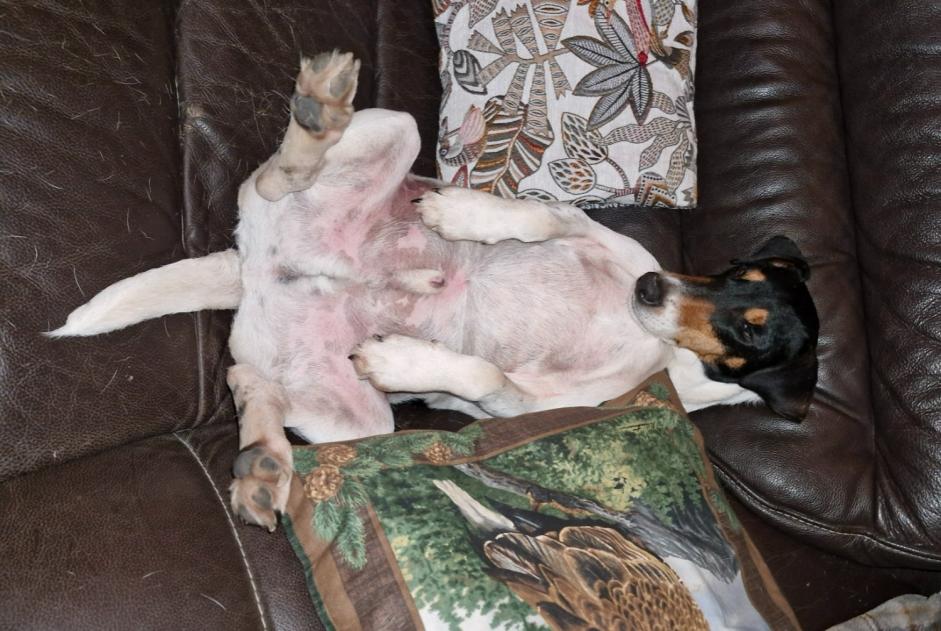Vermisstmeldung Hund rassenmischung Männliche , 5 jahre Coullons Frankreich