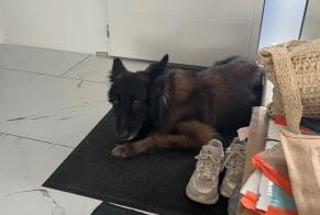 Fundmeldung Hund  Männliche Doesburg Niederlande