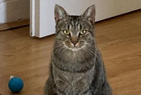 Vermisstmeldung Katze rassenmischung Weiblich , 3 jahre Orléans Frankreich