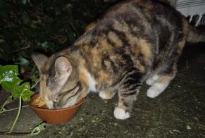 Fundmeldung Katze Unbekannt Amsterdam Niederlande