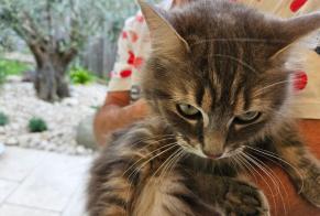 Fundmeldung Katze rassenmischung Weiblich Millery Frankreich