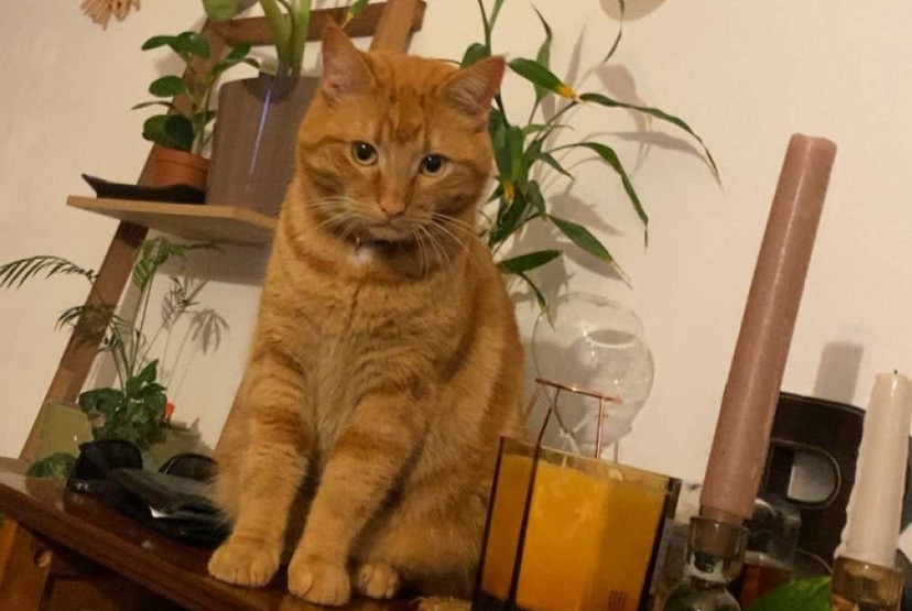 Vermisstmeldung Katze rassenmischung Männliche , 2 jahre Mondelange Frankreich