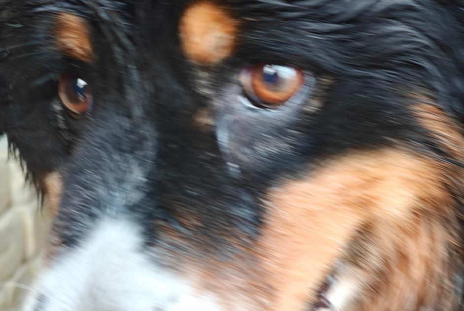 Fundmeldung Hund rassenmischung Weiblich Landudec Frankreich