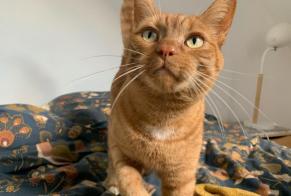 Vermisstmeldung Katze rassenmischung Männliche , 7 jahre Orée d'Anjou Frankreich