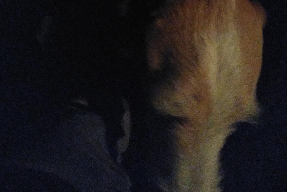 Fundmeldung Hund Unbekannt , 6 Jahre Busserolles Frankreich