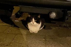 Fundmeldung Katze  Unbekannt Rotterdam Niederlande