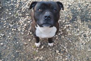 Fundmeldung Hund  Männliche Saint-Front-sur-Lémance Frankreich