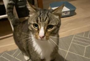 Fundmeldung Katze Männliche Saint-Maur-des-Fossés Frankreich