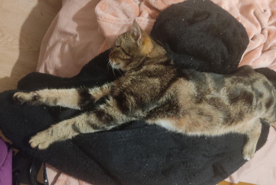 Vermisstmeldung Katze Männliche , 5 jahre Saint-Herblain Frankreich