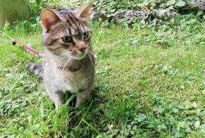Vermisstmeldung Katze  Männliche , 8 jahre La Ravoire Frankreich