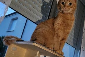 Vermisstmeldung Katze  Männliche , 5 jahre Porcelette Frankreich