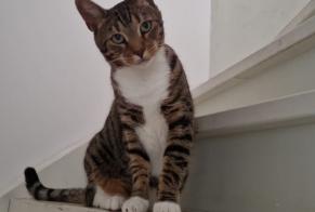 Vermisstmeldung Katze rassenmischung Weiblich , 4 jahre Lelystad Niederlande
