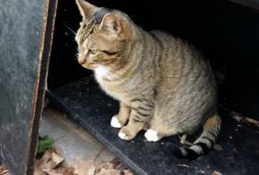 Disappearance alert Cat Européen Male , 9 years Mennecy France