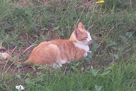 Disappearance alert Cat  Male , 15 years Fleury-Mérogis France