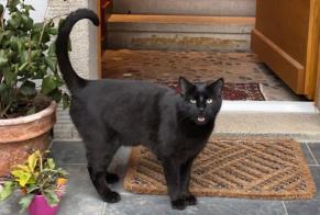 Disappearance alert Cat  Male , 3 years Crissier Switzerland