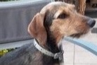 Disappearance alert Dog miscegenation Female , 6 years Stotzheim France