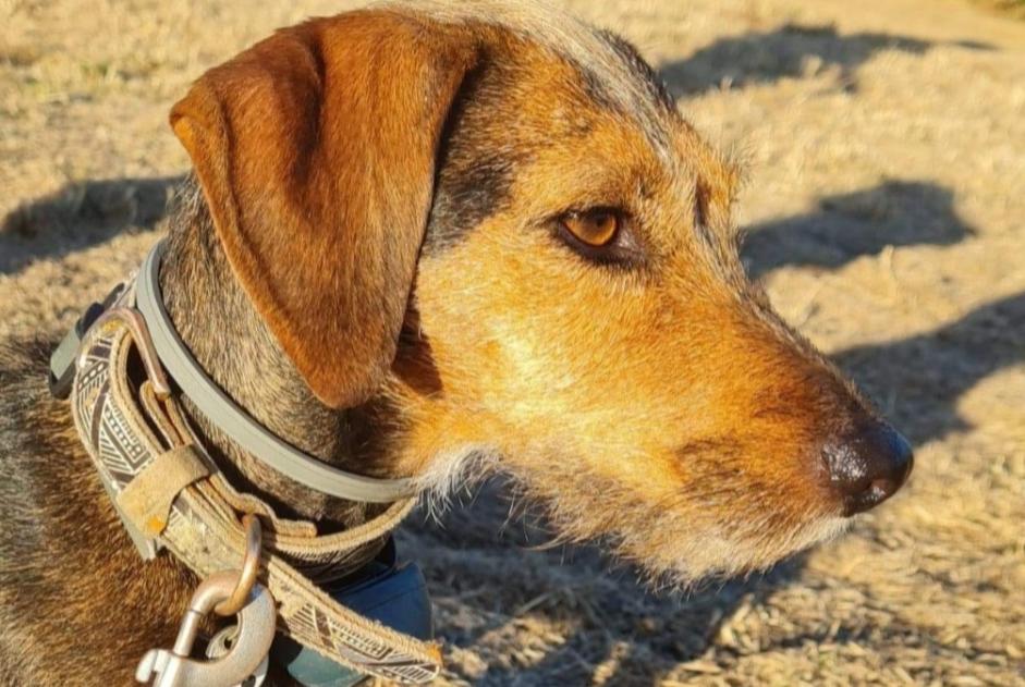 Disappearance alert Dog miscegenation Female , 6 years Stotzheim France