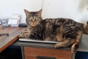 Disappearance alert Cat miscegenation Female , 5 years La Chaux-de-Fonds Switzerland