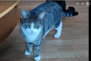 Disappearance alert Cat  Male , 2 years Fribourg Switzerland