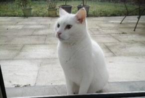 Disappearance alert Cat  Male , 10 years Caen France