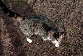 Disappearance alert Cat Male , 4 years Bonneville-la-Louvet France