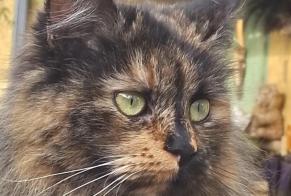 Disappearance alert Cat Female , 3 years Caveirac France