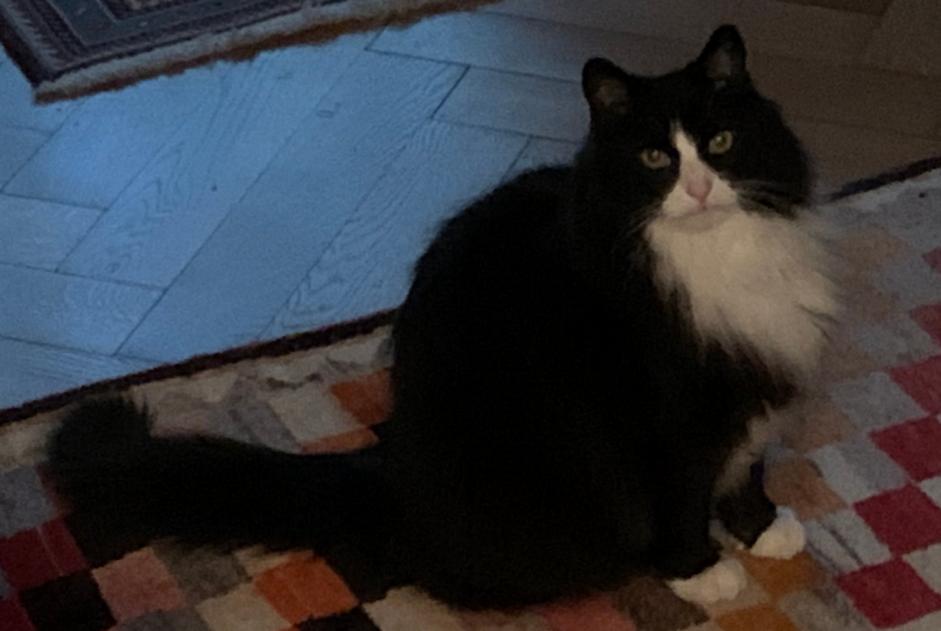 Disappearance alert Cat  Male , 15 years Lausanne Switzerland