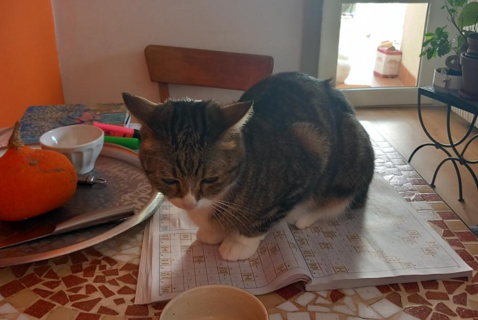 Disappearance alert Cat miscegenation Male , 6 years Saint-Vincent-de-Boisset France