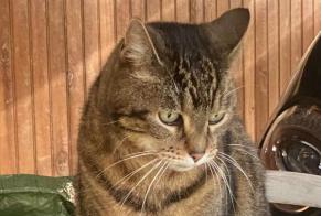Disappearance alert Cat  Female , 13 years Brunoy France
