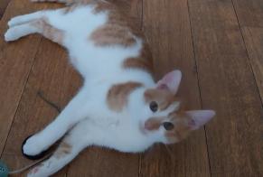 Disappearance alert Cat Male , 1 years Saint-Mihiel France