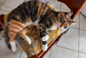 Disappearance alert Cat miscegenation Female , 2 years Paimbœuf France