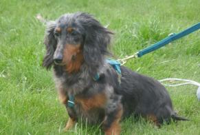 Disappearance alert Dog  Female , 6 years Frasnes-lez-Anvaing Belgium