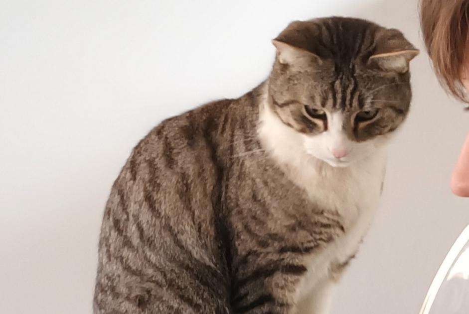 Disappearance alert Cat Male , 4 years Saint-Estève France