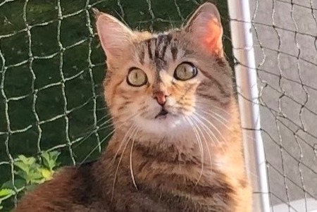 Disappearance alert Cat Female , 8 years Vuisternens-devant-Romont Switzerland